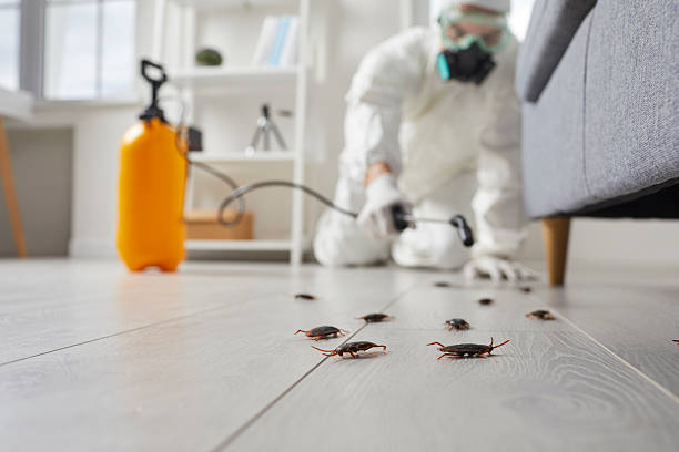 Affordable Termite Control solutions in Coushatta, LA